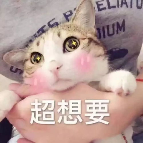 曝光12对情侣聊天新套路,最后那条毫无求生欲