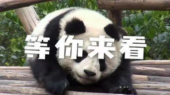 滚滚来啦首届中国大熊猫国际文化周系列活动将在京举办