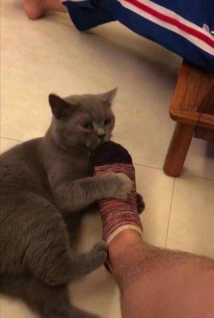 养猫3个月,我的睡眠质量越来越差了猫咪疯起来,多可怕