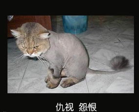宠物囧图搞笑的宠物表情大全