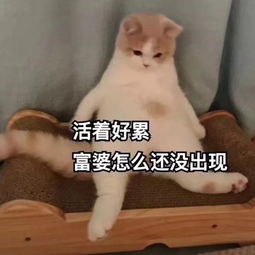 你家这些宝贝也太好用了吧,求链接求链接求链接