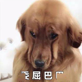 最全沙雕狗子表情包合辑年度最傻狗子都在这儿了
