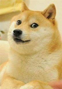 狗狗搞笑表情包来了不打算让自己可爱点吗教你转成微信表情包