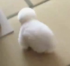 你手机里有哪些沙雕的的动态表情包动物