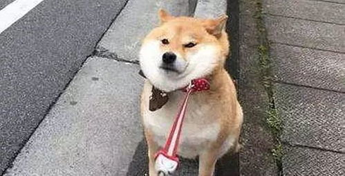 搞笑狗子表情包狗狗