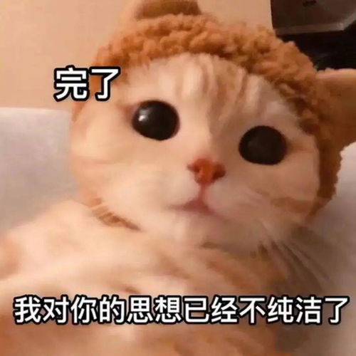 超级沙雕的猫子狗子表情包,爱了