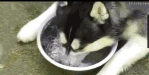 哈士奇去游泳被嘲笑,回家一直练憋气