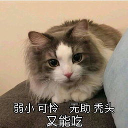 分享可爱的猫猫表情包,附送笑话一乐,快进来