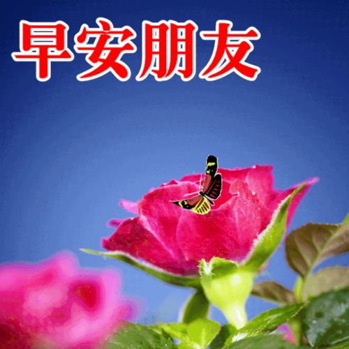 7月29日最漂亮早上好动态表情图片大全,早上好动图美图大全