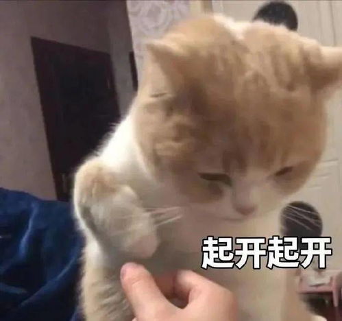 让我看看,可爱沙雕表情包谁不想要