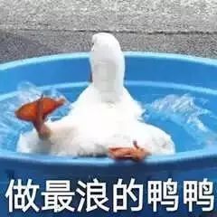 比心表情包搞笑鸭子