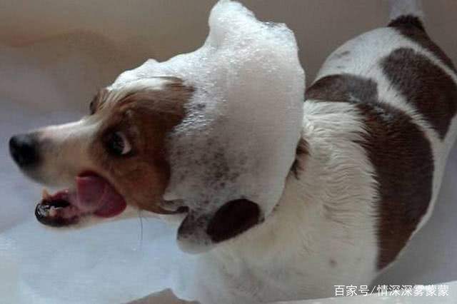 狗狗不情愿的洗澡,主人拿泡沫做造型,样子萌傻萌傻的