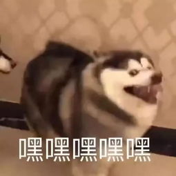 学代会热水不稳定网速慢垃圾桶太少戳进来