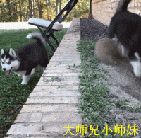 你知道我为什么每天都吃排骨么