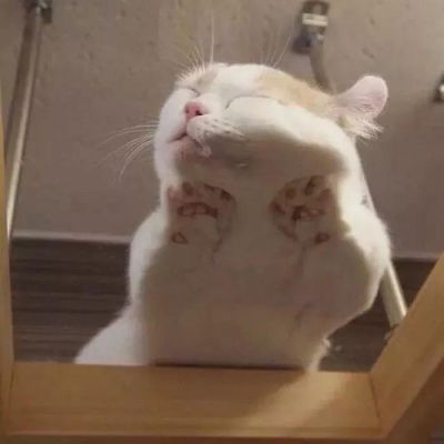 qq头像猫可爱搞怪大全白白胖胖充满希望