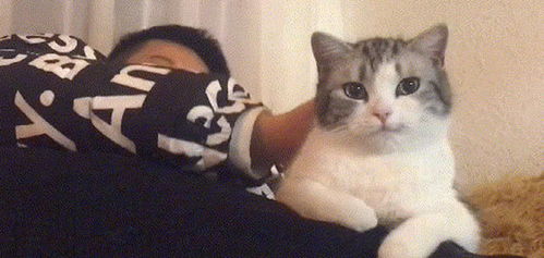 男子以前坚决不养猫,如今却被猫成功拿下,猫咪的表情很有深意