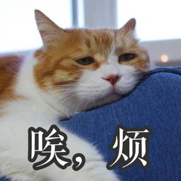 你连表情包里猫的名字都不知道,还敢说爱猫