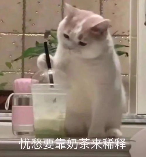 sflers,快来领取你的夜宵菜单吧
