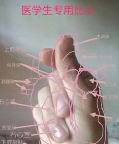 有个学医的对象是什么体验约会时候还要把脉,网友心疼三秒