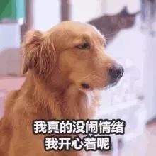 搞笑人脸表情包哈士奇