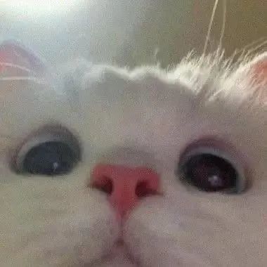 沙雕猫猫表情包气到炸毛