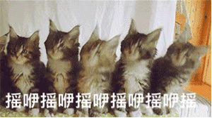 猫咪动态表情包合集猫咪摇头猫咪亲吻
