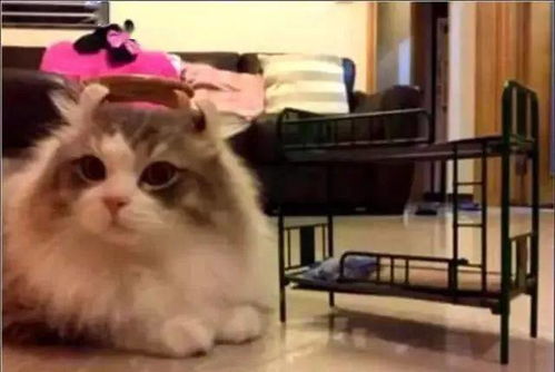 女主网购猫床,贪小便宜买错型号,放到猫咪面前后,表情萌翻了