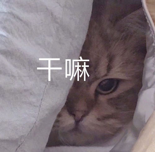 表情包你吃的啥给我掰点呗