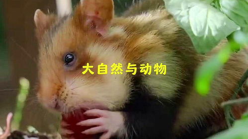 野生动物零距离动物世界大自然与动物有趣的动物世界