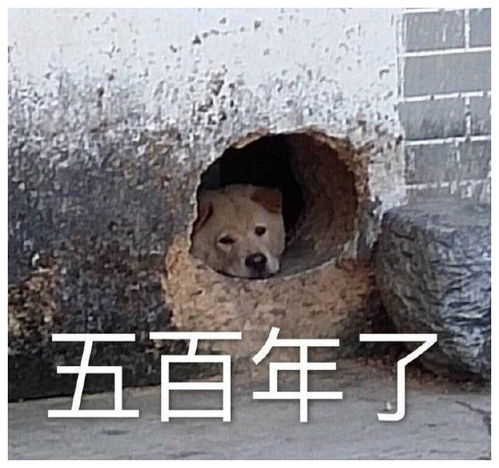 爆笑段子你哥哥呼噜声太大了,我实在扛不住了