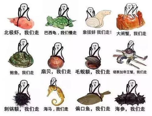 搞笑表情包图皮皮虾