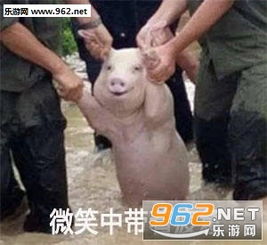 从地震中被救出的猪被做成表情包别他妈揪我耳朵猪猪表情包下载乐游网游戏下载
