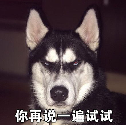 我从来没有见过,这么装逼的哈士奇表情包,有了它称霸装逼界