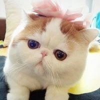 好看的微信头像宠物samoyei