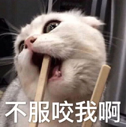 壁纸头像超可爱搞笑猫咪表情包
