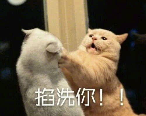 求一张猫的动图表情包