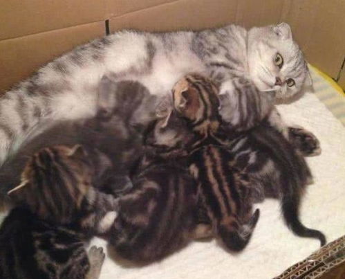 猫咪出去浪,意外怀孕生下一窝小奶猫,每次喂奶都惊恐万分