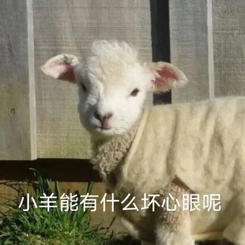羊表情包搞笑图片球包