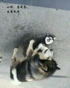 哈士奇说,在这个星球上,就没有比我们更二的狗了