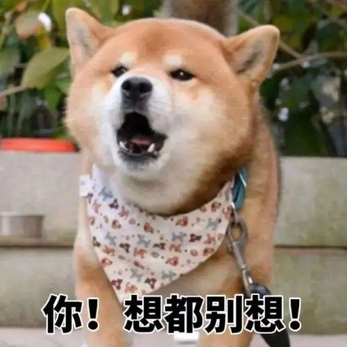 定了,iphone12国行版,终于要降价