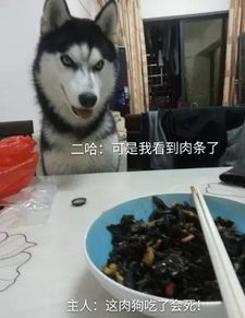 主人调戏哈士奇,家中电器遭殃