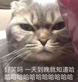 可爱猫咪表情包,快拿去撩小姐姐001