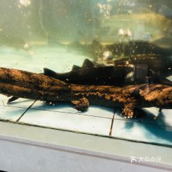 海中鲜鲜活水产批发市场的娃娃鱼好不好吃用户评价口味怎么样天津美食娃娃鱼实拍图片大众点评
