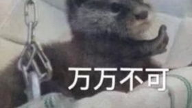 打麻将搞笑表情包生活费
