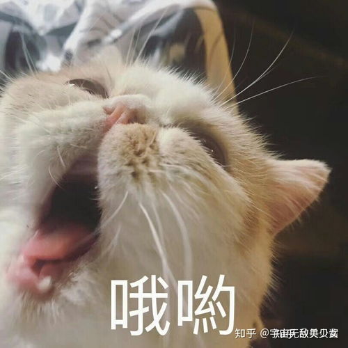 一组很骚的萌宠表情包这里,难受