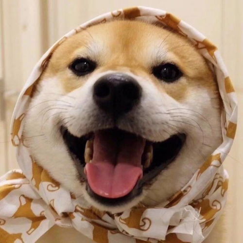 养一只柴犬是一种怎样体验