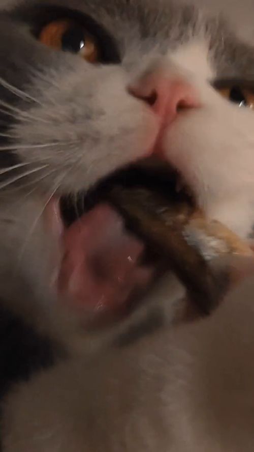 艾特干饭最像猫猫的人