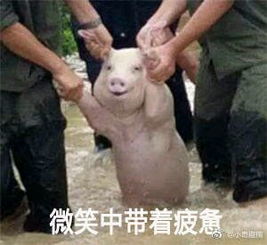 台风猪表情包大全下载台风猪表情包高清套图极光下载站