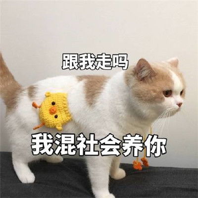 关于爱情的表情包图片恋爱专用表情包搞笑