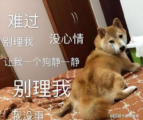 主人做出这几种行为,狗狗会认为,是被抛弃了